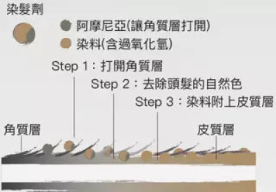 永久性染发剂除了染料(dye)外,通常含有其他2种主要成分,让染料永久停留在头发上