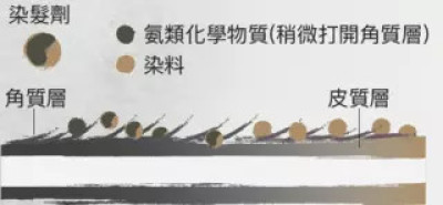 半永久染发剂则一般不会加入阿摩尼亚或过氧化氢,部分可能会加入少量氨类化学物质以稍微打开头发的角质层