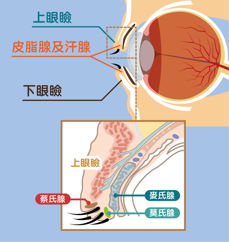 圖一：眼瞼及腺體結構圖