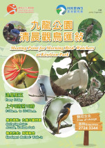 九龍公園清晨觀鳥匯聚